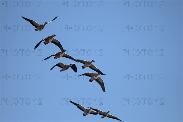 Egyptian goose (Alopochen aegyptiaca), geese in flight, Bislicher Insel, Xanten, Lower Rhine, North Rhine-Westphalia, Germany, Europe