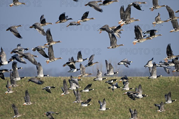 Greater white-fronted goose (Anser albifrons) and barnacle goose (Branta leucopsis), flock of geese taking off, Bislicher Insel, Xanten, Lower Rhine, North Rhine-Westphalia, Germany, Europe