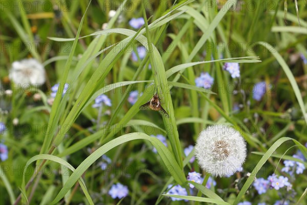 Spotted Bee fly (Bombylius discolor), North Rhine-Westphalia, Germany, Europe