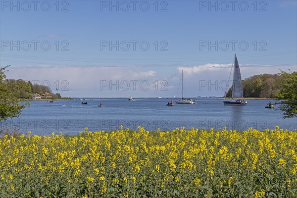 Thatched roof houses, herring fishing, sailing boat, boats, rape field, Rabelsund, Rabel, Schlei, Schleswig-Holstein, Germany, Europe