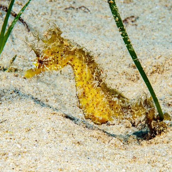 Long-snouted seahorse (Hippocampus guttulatus) clinging to stalk of Neptune Grass (Posidonia oceanica) Seagrass, Mediterranean Sea