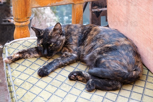 Sleeping street cat on a sofa, Sanliurfa bazaar, Turkey, Asia