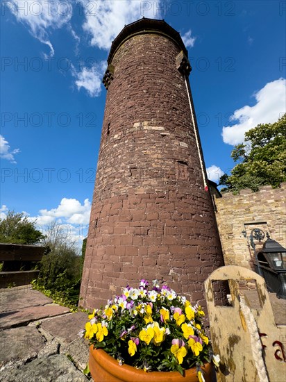 View of tower castle tower Rapunzel tower of medieval Trendelburg from the Middle Ages 13th century castle in fairy tale fairy tale castle of Rapunzel today castle hotel Trendelburg, in the foreground bowl flower bowl with heartsease (Violaceae), Trendelburg, Weserbergland, Hesse, Germany, Europe