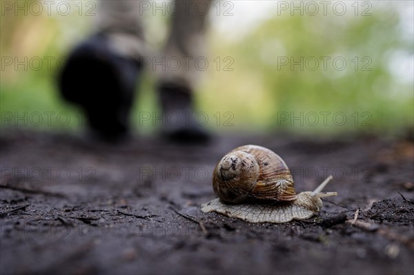 A Burgundy snail crawls along a forest path near Muenster, 08.04.2024. A person walks in the background
