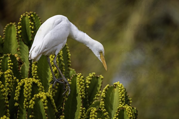 Cattle egret (Bubulcus ibis) on cactus hunting for flies, foraging, hunting, flowering cacti, Fuerteventura, Spain, Europe