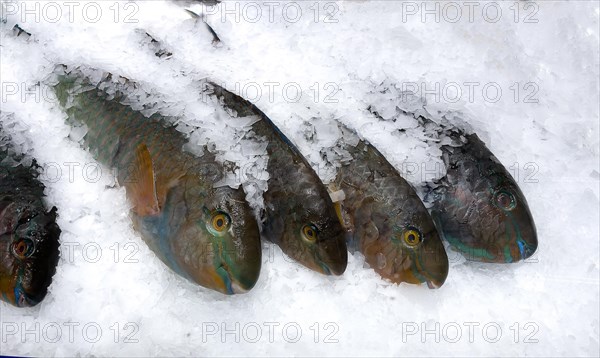 Display of fish caught whole fish blueband parrotfish (Scarus ghobban) on ice in refrigerated counter fish counter of fishmonger fish sales, food trade, wholesale, fish trade, speciality shop, Germany, Europe