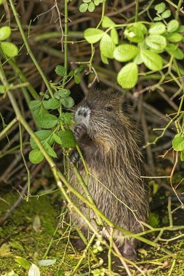 Nutria (Myocastor coypus) young animal standing on hind legs and eating leaf, Wilhelmsburg, Hamburg, Germany, Europe