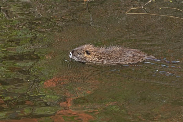 Nutria (Myocastor coypus) young animal swimming, Wilhelmsburg, Hamburg, Germany, Europe