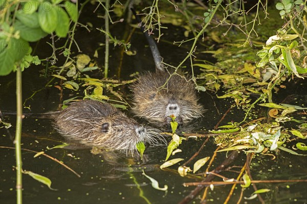 Two Nutria (Myocastor coypus) young animals eating leaves, Wilhelmsburg, Hamburg, Germany, Europe