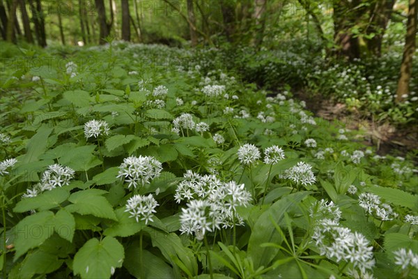 Ramson in bloom in the Kupfertal, Neufels, Neuenstein-Neufels, hiking, recreation, nature, copper, May, spring, wild vegetables, Hohenlohe, Heilbronn-Franken, Baden-Wuerttemberg, Germany, Europe