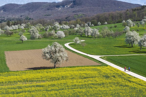 Field path with cyclists on the Albtrauf, agricultural fields with blossoming fruit trees in spring, Swabian Alb, Bissingen an der Teck, Baden-Wuerttemberg, Germany, Europe