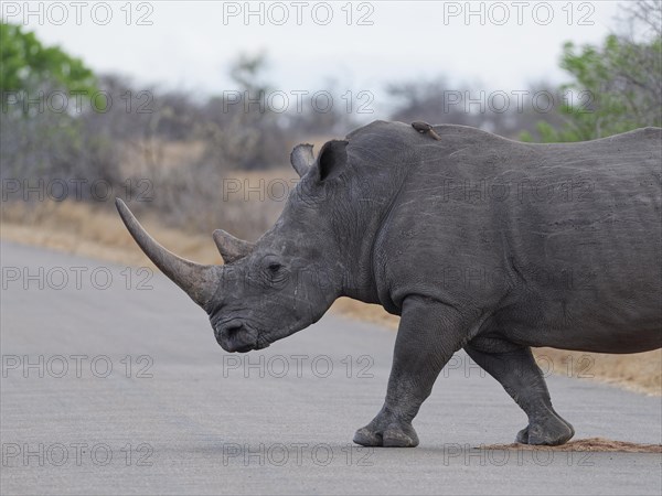 Southern white rhinoceros (Ceratotherium simum simum), adult female crossing the asphalt road, with a red-billed oxpecker (Buphagus erythrorynchus) on her back, Kruger National Park, South Africa, Africa