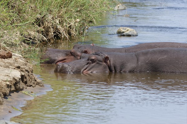 Hippopotamuses (Hippopotamus amphibius), two adult hippos in water, bathing in the Olifants River, Kruger National Park, South Africa, Africa