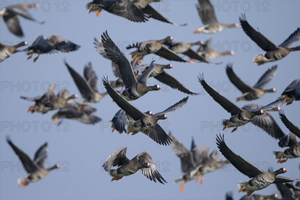 Greater white-fronted goose (Anser albifrons), flock of geese taking off, Bislicher Insel, Xanten, Lower Rhine, North Rhine-Westphalia, Germany, Europe