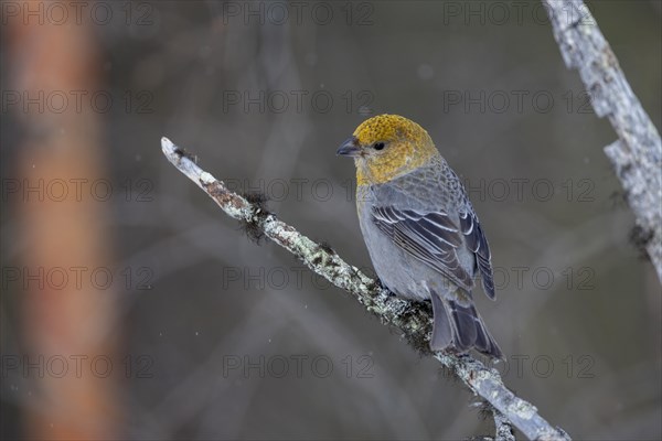 Pine grosbeak (Pinicola enucleator), in the snow, Kaamanen, Finland, Europe