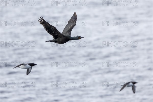 Common shag (Phalacrocorax aristotelis), flying, Common guillemot (Uria aalge) and Razorbill (Alca torda) in the background, plumage, winter, in the snow, Hornoya, Hornoya, Varangerfjord, Finmark, Northern Norway