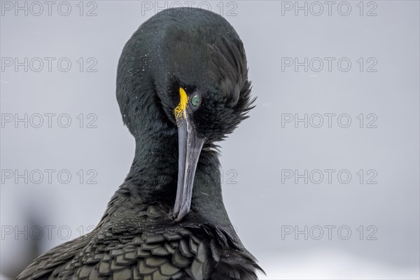 Common shag (Phalacrocorax aristotelis), portrait, plumage care, feathers, winter, in the snow, Hornoya, Hornoya, Varangerfjord, Finmark, northern Norway