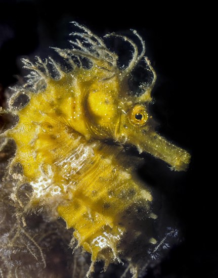 Close-up image of head Head portrait Long-snouted seahorse (Hippocampus guttulatus), Mediterranean Sea