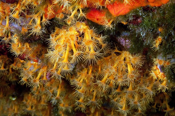 Close-up of polyps of passively poisonous marine animal Yellow cluster anemones (Parazoanthus axinellae), Mediterranean Sea