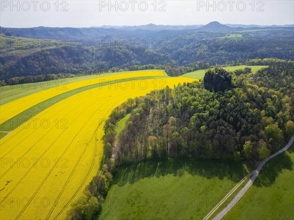 The Zirkelstein near Schoena in the Saxon district of Saechsische Schweiz-Osterzgebirge is a 384.5 metre high elevation in Saxon Switzerland and its smallest table mountain. Rape fields in bloom in spring with the Rosenberg in the background, Reinhardtsdorf-Schoena, Saxony, Germany, Europe