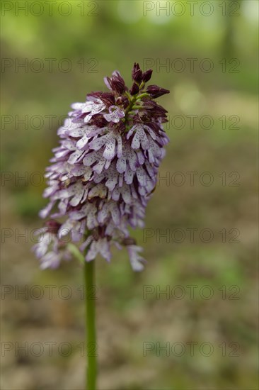 Northern marsh-orchid (Orchis purpurea), Orchid, Swabian-Franconian Forest nature park Park, Spring, April, Schwaebisch Hall, Hohenlohe, Heilbronn-Franconia, Baden-Wuerttemberg, Germany, Europe