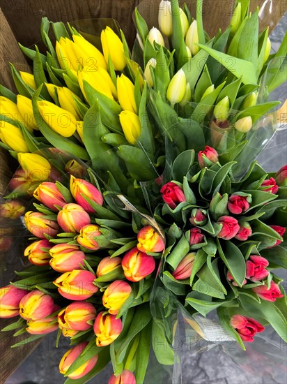 Flowers Tulips in different colours Yellow Red Red Yellow are for sale in Supermarket, Germany, Europe