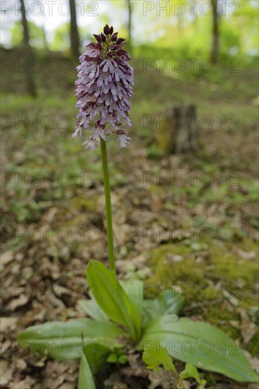Northern marsh-orchid (Orchis purpurea), Orchid, Swabian-Franconian Forest nature park Park, Spring, April, Schwaebisch Hall, Hohenlohe, Heilbronn-Franconia, Baden-Wuerttemberg, Germany, Europe