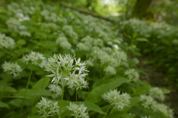 Ramson (Allium ursinum), wild vegetables, Swabian-Franconian Forest nature park Park, spring, May, Schwaebisch Hall, Kocher Valley, Kocher, Hohenlohe, Heilbronn-Franconia, Baden-Wuerttemberg, Germany, Europe