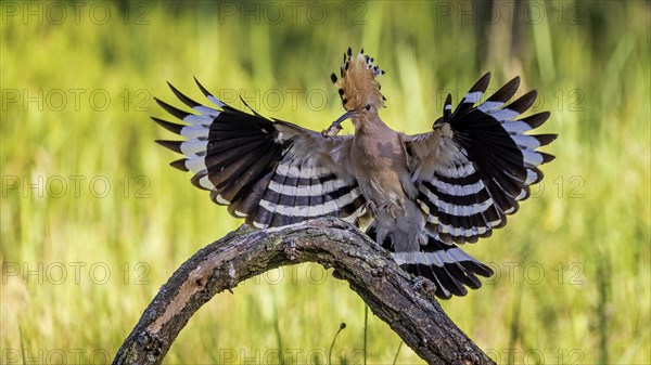 Hoopoe (Upupa epops) flying, approaching, landing, Bird of the Year 2022, with caterpillar as food, raised canopy, sunrise, flower meadow, Middle Elbe Biosphere Reserve, Saxony-Anhalt, Germany, Europe