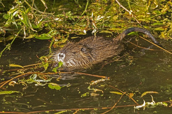 Nutria (Myocastor coypus) young animal eating leaf, Wilhelmsburg, Hamburg, Germany, Europe