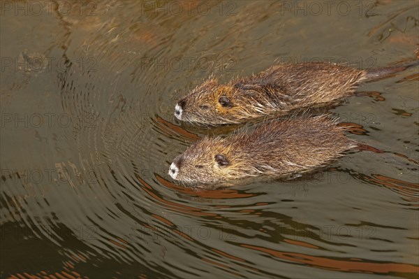 Two Nutria (Myocastor coypus) young animals swimming, Wilhelmsburg, Hamburg, Germany, Europe