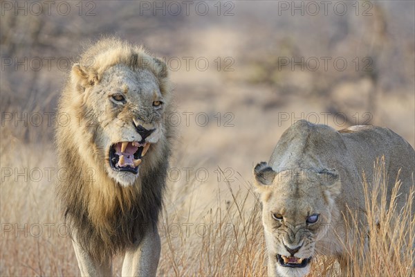 African lions (Panthera leo melanochaita), two adults, male and one-eyed female, walking in the tall dry grass while roaring, morning light, Kruger National Park, South Africa, Africa