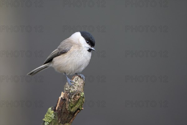 Marsh tit (Poecile palustris), adult bird, Dingdener Heide nature reserve, North Rhine-Westphalia, Germany, Europe