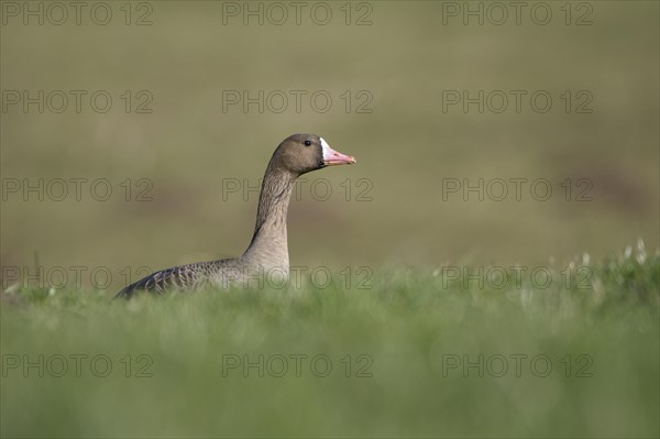 Greater white-fronted goose (Anser albifrons), adult bird, in a meadow, Bislicher Insel, Xanten, Lower Rhine, North Rhine-Westphalia, Germany, Europe