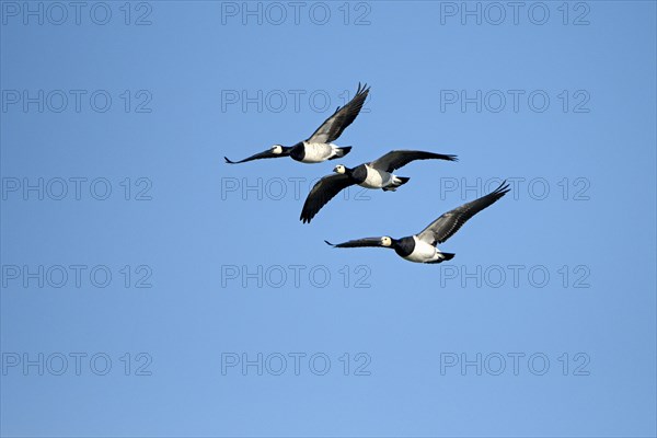 Barnacle goose (Branta leucopsis), group of geese in flight, in front of a blue sky, Bislicher Insel, Xanten, Lower Rhine, North Rhine-Westphalia, Germany, Europe