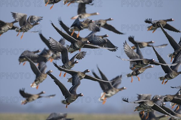 Greater white-fronted goose (Anser albifrons), flock of geese taking off, Bislicher Insel, Xanten, Lower Rhine, North Rhine-Westphalia, Germany, Europe