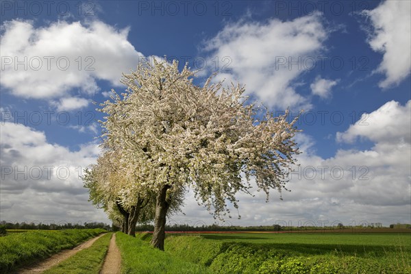 Path with blossoming fruit trees in spring, cultivated landscape, Grevenbroich, Lower Rhine, North Rhine-Westphalia, Germany, Europe