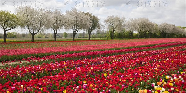 Tulip field in front of blossoming fruit trees, Grevenbroich, Lower Rhine, North Rhine-Westphalia, Germany, Europe