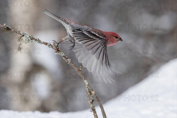 Pine grosbeak (Pinicola enucleator), in the snow, Kaamanen, Finland, Europe