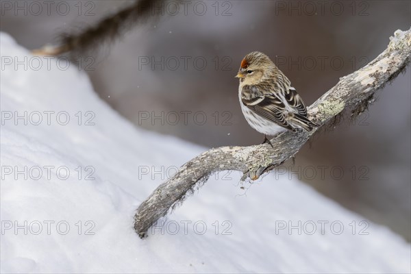 Northern arctic redpoll (Acanthis hornemanni), in the snow, Kaamanen, Finland, Europe