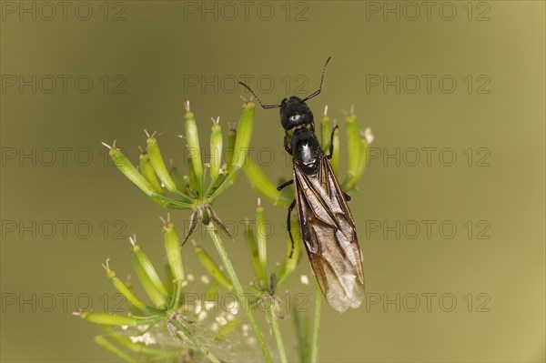 Female winged Wood Ant (Formica spec.) hatching, Valais, Switzerland, Europe