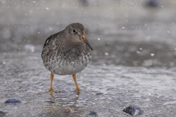 Purple Sandpiper (Calidris maritima), on the beach, during snowfall, Varangerfjord, northern Norway