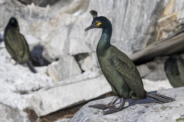 Common shag (Phalacrocorax aristotelis), feather crest, winter, in the snow, Hornoya, Hornoya, Varangerfjord, Finmark, Northern Norway