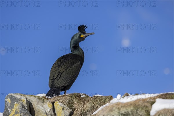 Common shag (Phalacrocorax aristotelis), feather crest, winter, in the snow, Hornoya, Hornoya, Varangerfjord, Finmark, Northern Norway