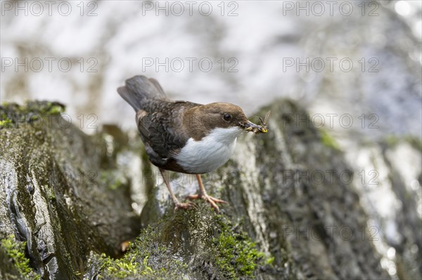 White-throated Dipper (Cinclus cinclus), at a torrent with prey in its beak, Rhineland-Palatinate, Germany, Europe