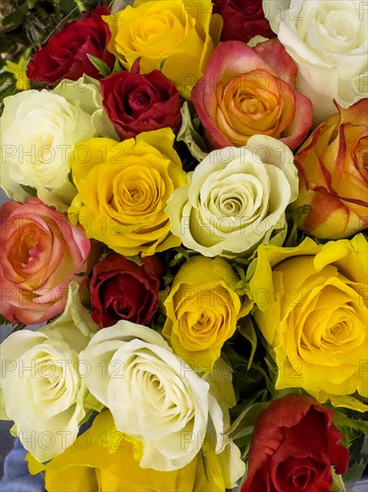 Colourful bouquet of roses in sales display with roses in colour yellow white red purple orange pink, international