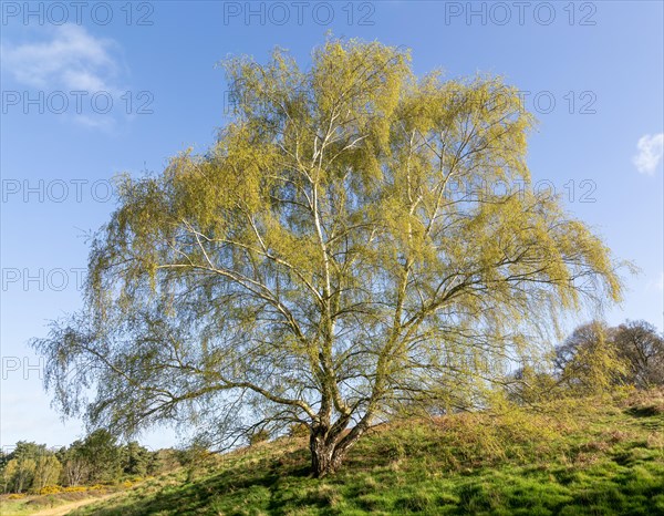Silver birch tree in leaf, Betula pendula, early spring in Suffolk Sandlings heathland, Suffolk, England, UK
