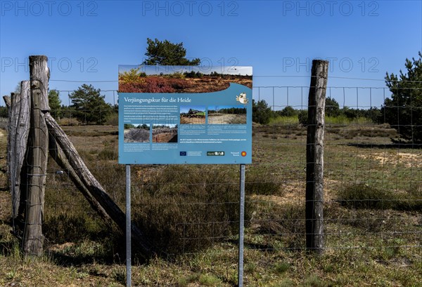 Schoenower Heide nature reserve, Schoenow, Brandenburg, Germany, Europe