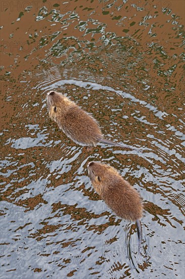 Two Nutria (Myocastor coypus) young animals swimming, Wilhelmsburg, Hamburg, Germany, Europe