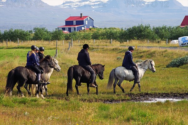 Rider on a marshy meadow, Icelandic horses, Iceland, Europe